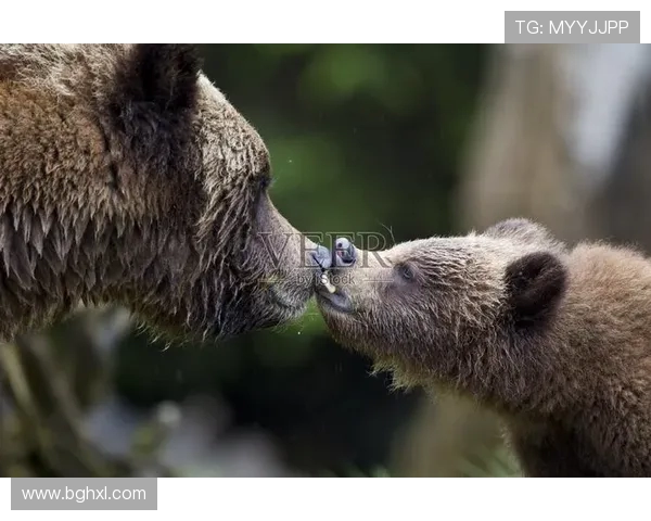 哭泣的小熊引热议 灰熊未尝败绩怎能轻言失败